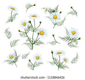 Сhamomile flower set vector illustration. Camomile flower isolated on white background.