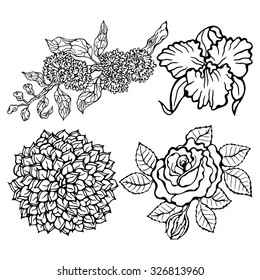 Flower set. Vector illustration. Flowers  isolated on white background. Page for coloring