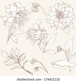 Flower set. Vintage dahlia collection with hand draw floral elements.