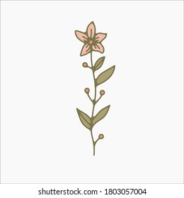 flower simple botanical illustrations, line artwork, minimal design elements. elegant and delicate plant doodles for branding, wedding invitation, graphic design. spring floral clip art , feminine art