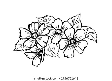 flower sketch black lines isolated on white background