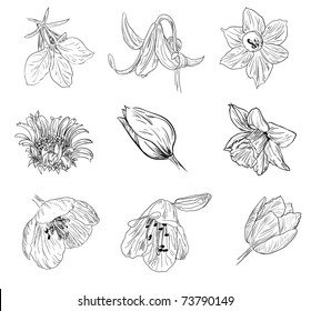 flower sketch collection
