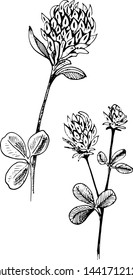 Сlover flower sketch. Hand-drawn black two flowers of clover with leaves, isolated on white background. Sketch style vector illustration.