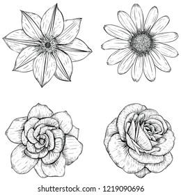 Flower sketch illustration