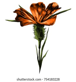 flower sketch vector graphics color picture