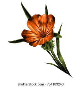 flower sketch vector graphics color picture