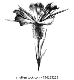 flower sketch vector graphics monochrome black-and-white drawing