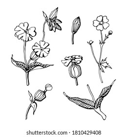 Flower sketch vector illustration. Set of floral bladder or white campion and meadow buttercup. Wildflower plant