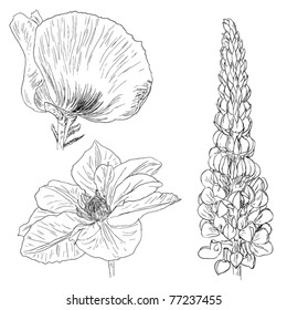 flower sketches collection