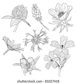 flower sketches collection