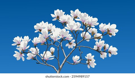 봄, 나무, 블로섬, flower, 네이처, 버찌, sky, 개화, 식물, 계절, 근접, 나뭇잎, magnolia