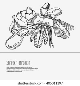 Flower Sophora japonica drawing