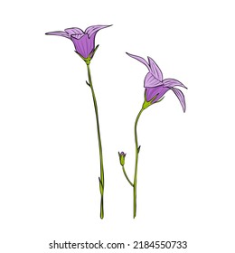 flower of spreading bell, Campanula patula, vector drawing wild plant isolated at white background , hand drawn botanical illustration