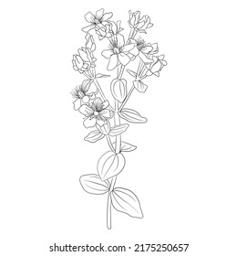 Blume von Johanniskraut, Hypericum perforatum, Vektorgrafik von Wildpflanze einzeln auf weißem Hintergrund, handgezeichnet botanische Illustration