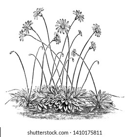 El tallo floral es largo y delgado; flor y brota entre sí y las hojas son estrechas, crecen a nivel del suelo, dibujo vintage de líneas o ilustración de grabado.