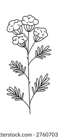 Flower stem with clustered bloom and fernlike leaf drawn in clean contour lines