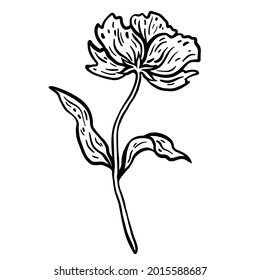 Flower with stem and leaves. Hand drawn vector illustration. Monochrome black and white ink sketch. Line art. Isolated on white background. Coloring page.