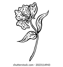 Flower with stem and leaves. Hand drawn vector illustration. Monochrome black and white ink sketch. Line art. Isolated on white background. Coloring page.