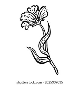 Flower with stem and leaves. Hand drawn vector illustration. Monochrome black and white ink sketch. Line art. Isolated on white background. Coloring page.