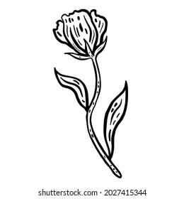 Flor con tallo y hojas. Ilustración vectorial dibujada a mano. Esbozo de tinta blanco y negro monocromo. Arte de línea aislado sobre fondo blanco. Colorido de la página.