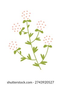 Flower stem with round bloom clusters and simple leaf shapes in a hand drawn look. Clean outline and soft organic form for nature themed projects. Vector illustration