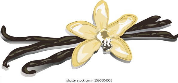 flower and sticks of vanilla