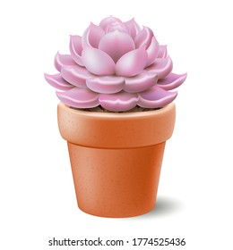 Flower stone rose Cactus or Echeveria Cactus in pot on white background