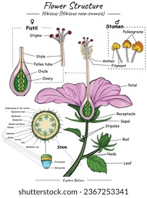 Blumenstruktur. Die Zeichnung von Blumenteilen umfasst eine Vielzahl von visuellen Porträts, die die verschiedenen wichtigen Komponenten der Blumenstruktur hervorheben. 