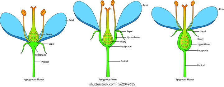 Flower structure variations based on the position of the ovary (epigynous, perigynous and hypogynous flower)