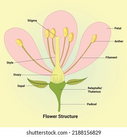 Flower Structure Vector Design Illustration