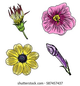 Flower of summer set. Tropical exotic and domestic flowers collection in bright colors and drawing style. Vector.