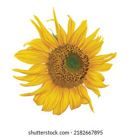 Flower of sunflower head isolated on white background. 
Sunflower vector illustration. Botanical floral illustration. Yellow summer flower