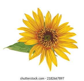 Flor de cabeza de girasol aislada sobre fondo blanco. 
Ilustración vectorial de girasol. Ilustración floral botánica. Flor de verano amarilla