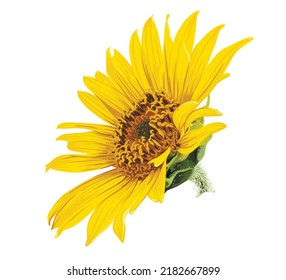 Flower of sunflower head isolated on white background. 
Sunflower vector illustration. Botanical floral illustration. Yellow summer flower