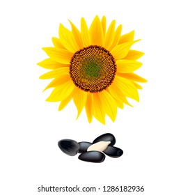 Flower of sunflower isolated on white background. heap of seeds. Vector illustration