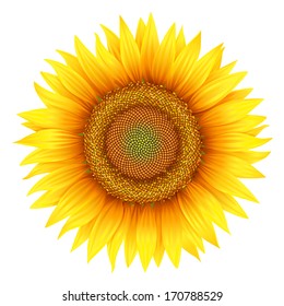 Flower of sunflower, isolated on white, vector