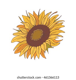 flower sunflower isolated on a white background, vector illustration