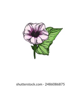 Flower of sweet potato plant with leaf hand drawn icon. Natural fresh fragrant herb or blossom yam vegetable foliage color sketch. Vector botanical floral decoration single element isolated on white