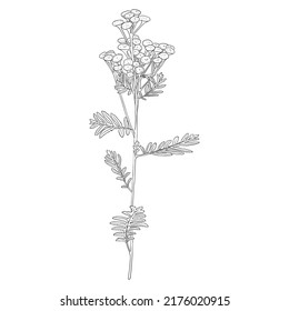 flower of tansy, Tanacetum vulgare, vector drawing wild plant isolated at white background , hand drawn botanical illustration