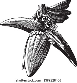 The flower is thick and peak shaped. The stem is thick. This picture showing a flower cluster of banana. This flower starting to grow, vintage line drawing or engraving illustration.