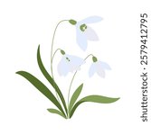 A flower with three petals is shown in a white background. The flower is a snowdrop, and it is the only flower in the image