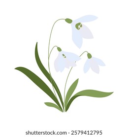 A flower with three petals is shown in a white background. The flower is a snowdrop, and it is the only flower in the image