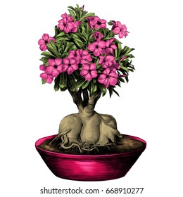 flower tree adenium desert rose in a pot sketch vector graphics color picture