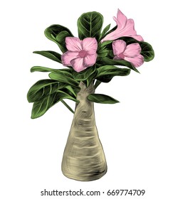 flower tree adenium desert rose sketch vector graphics color picture