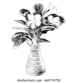 flower tree adenium desert rose sketch vector graphics black and white drawing