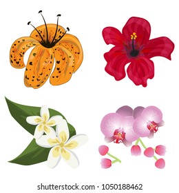 Flower tropic flora vector blossom. Hawaiian hibiscus and floral exotic lily plumeria aloha plants isolated illustration. Flowering tropical plant decoration nature.