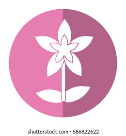 flower tropical exotic shadow