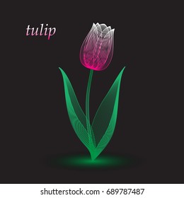 Flower tulip