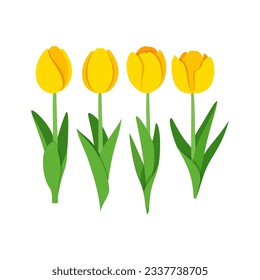 flower tulip with good quality and good design