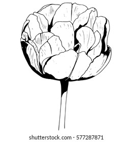 Flower Tulip isolated on white background. Hand drawn sketch. Vector illustration.